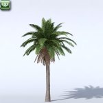 Palm